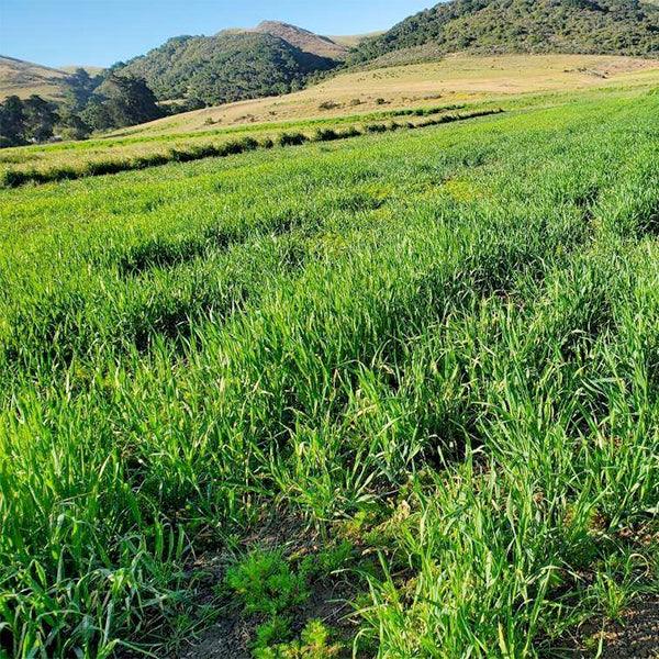 Industry Updates…Buy Domestically, Contract Grow, and Buy Long